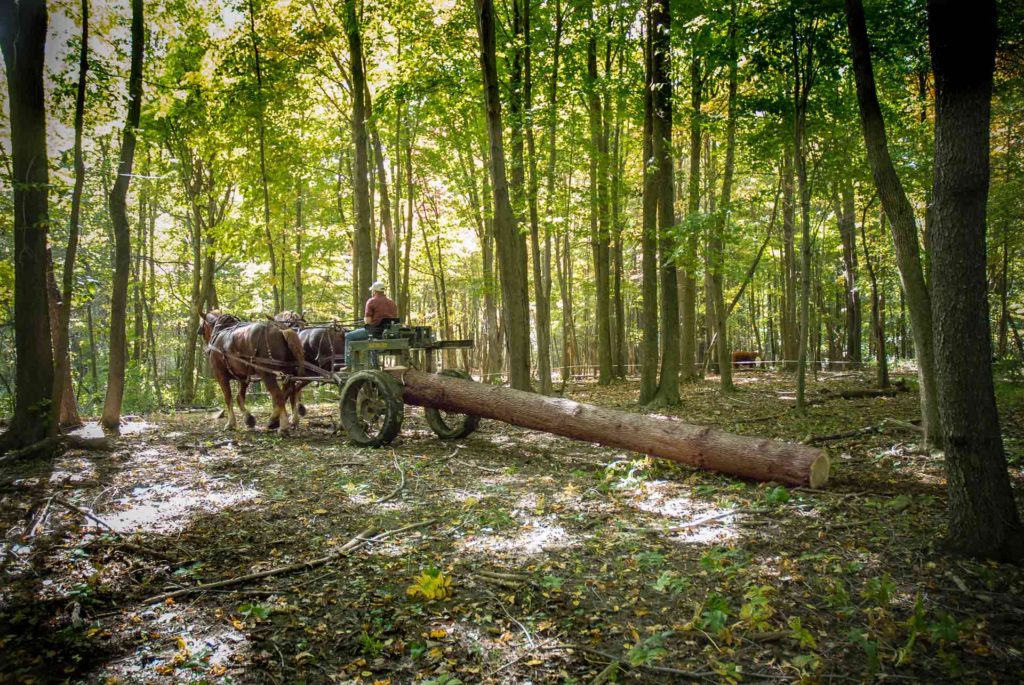 horses pulling logs in Appalachian forest