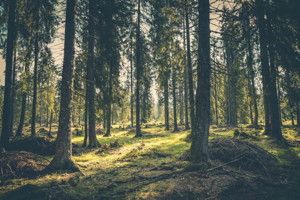 green forest of tall trees