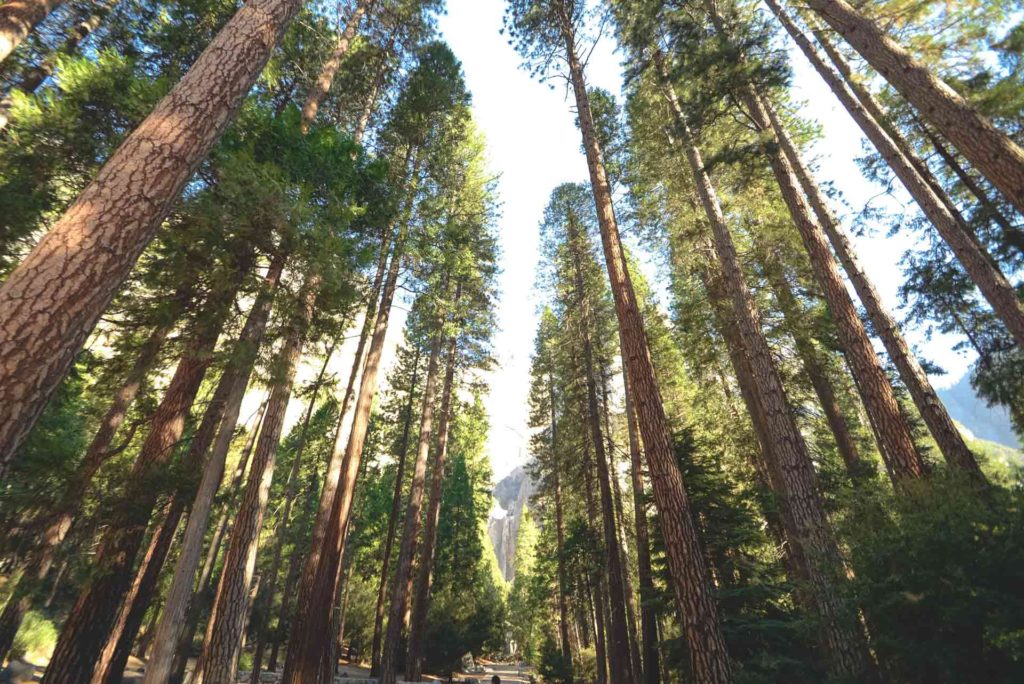 tall trees in the Appalachian forest